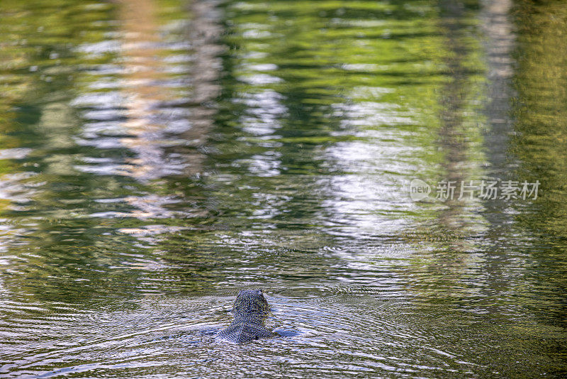 亚洲水监测器，Varanus salvator，在曼谷一个公园的湖中游泳